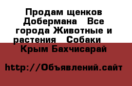 Продам щенков Добермана - Все города Животные и растения » Собаки   . Крым,Бахчисарай